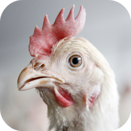 Chicken Sounds