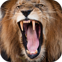 Lion Sounds