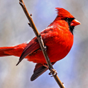 Cardinal Bird Sounds