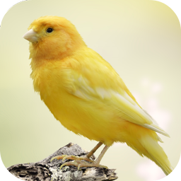 Canary Bird Sounds