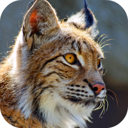 Bobcat Sounds