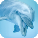 Dolphin Sounds