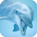 Dolphin Sounds