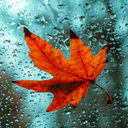 Autumn Wallpapers