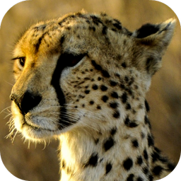 Cheetah Wallpapers