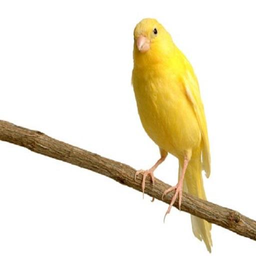 canary