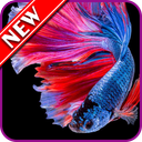 Betta Fish Wallpapers