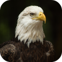 Bald Eagle Wallpapers