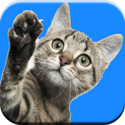 Cat Sounds Ringtones