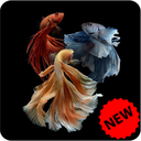 Betta Fish Wallpaper