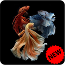 Betta Fish Wallpaper