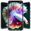 Betta Fish Wallpapers