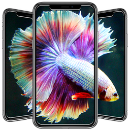 Betta Fish Wallpapers