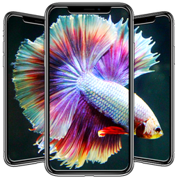Betta Fish Wallpapers