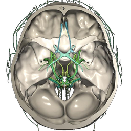 CT Scan Cross Sectional Anatomy for Imaging Pros