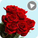 Animated Flowers Stickers for Whatsapp GIF