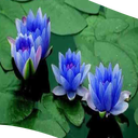 Lotus Wallpapers