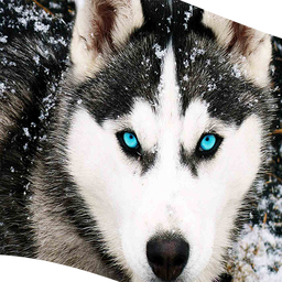 والپیپرهای گرگ