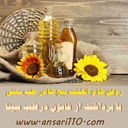 روغن ها قانون در طب سینا