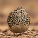 Barred buttonquail Sounds