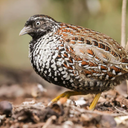 Barred buttonquail Sounds