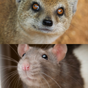 Mongoose and Bandicoot Sounds