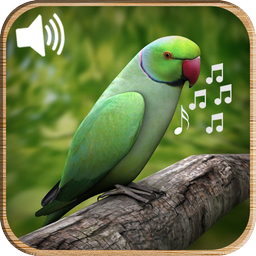 Latest Bird Ringtones 2019