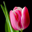 Tulip Wallpapers