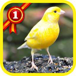 Canary Birds