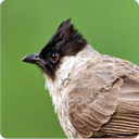 Sooty-headed Bulbul