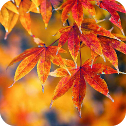 Autumn Wallpaper