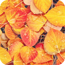 Autumn Full HD Wallpaper