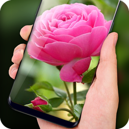 Pink Rose Live Wallpaper HD Phone Background