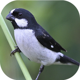 Sounds of the bird Golinha