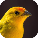 Song of Canaries