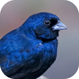 Bird songs tiziu brazil