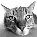 Cat Breeds Quiz