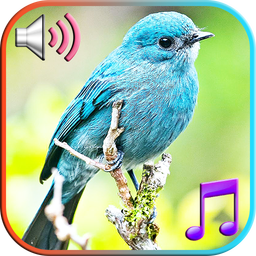 Birds Sounds Ringtones