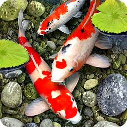 Koi Fish Live Wallpaper