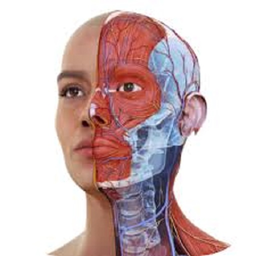 آناتومی سر و گردن (آکلند)
