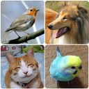 Animal Sounds (Bird,Dog,Cat)