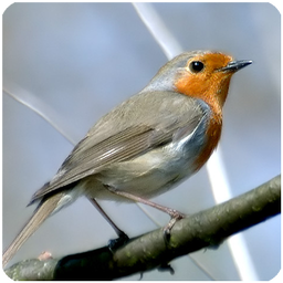 Birds Sounds for Bird