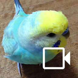 Budgerigar Camera for Parakeet