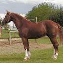 Horse Sounds