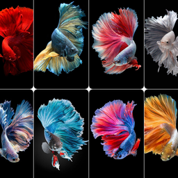 Betta Fish Wallpaper