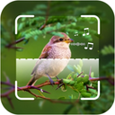 Bird Identifier: Picture Sound