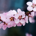 Cherry Blossom Live Wallpaper