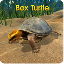 Box Turtle Simulator