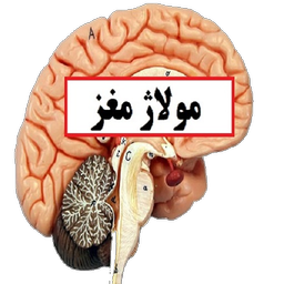 مولاژ مغز