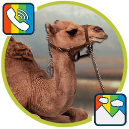 Camel - RINGTONES and WALLPAPERS